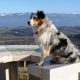 un berger australien assis sur une table d'orientation avec le vercors en fond élevage de chien