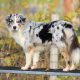 janis un berger australien et un chien éduqué sur une passerelle