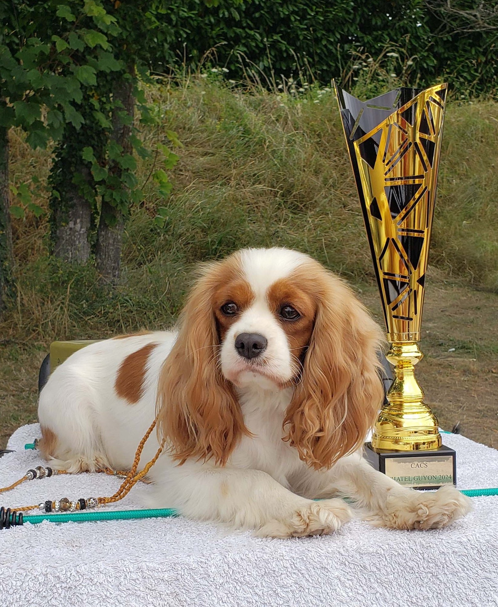 24.08.04. Lady - CACS Meilleur de race