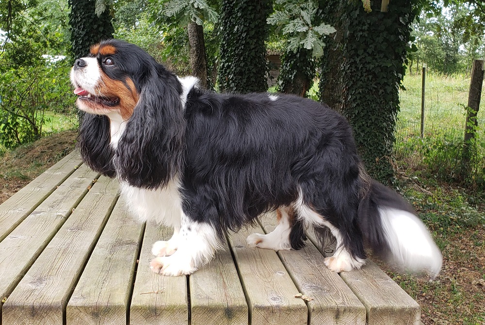 Cavalier King Charles