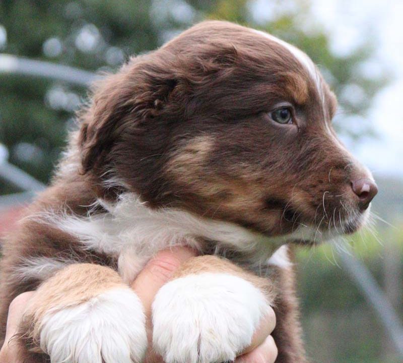 chiot M berger australien disponible