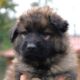 chiot M Altdeutscher Schäferhund disponible